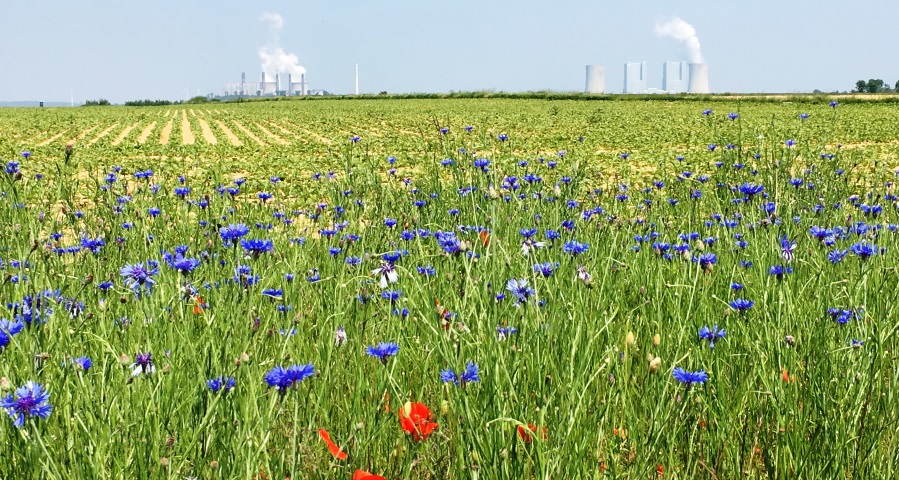 Speedway-terra-nova_Feldblumen_2_900x480