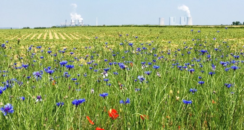 Speedway-terra-nova_Feldblumen_2_900x480